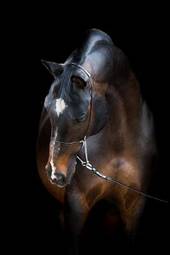 Fototapeta ssak portret zwierzę koń na białym tle