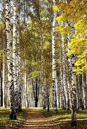 Obraz na płótnie rosja wiejski spokojny drzewa las