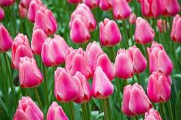 Plakat łąka tulipan europa