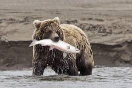 Fototapeta niedźwiedź ssak woda