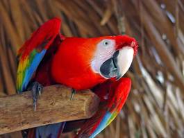 Fotoroleta ara ptak papuga