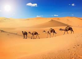 Naklejka pustynia wiejski afryka egipt