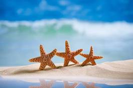 Obraz na płótnie rozgwiazdy na plaży