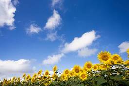 Fotoroleta lato roślina błękitne niebo niebo