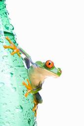 Obraz na płótnie żaba woda płaz oko