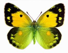 Naklejka motyl zbiory fauna piękny natura