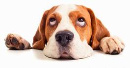 Plakat szczenię zwierzę ładny pies szczyt