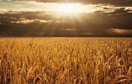Fototapeta trawa pszenica wiejski słońce piękny