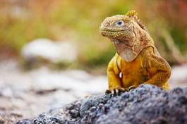 Fotoroleta natura południe galapagos park dziki