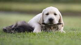 Obraz na płótnie las kociak pies szczenię