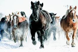 Naklejka śnieg azja koń japonia massa