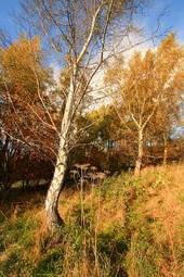 Fototapeta wiejski jesień spokojny piękny drzewa