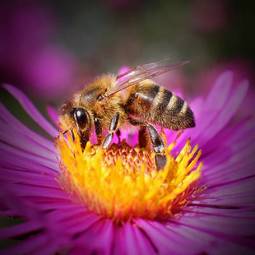 Obraz na płótnie pyłek zwierzę ogród lato