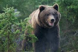 Obraz na płótnie niedźwiedź ładny park dziki