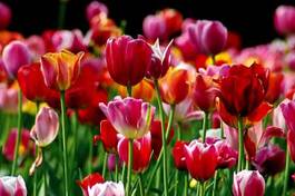 Obraz na płótnie park lato pole tulipan kwiat