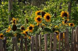 Plakat słonecznik ogród kwiat lato żółty