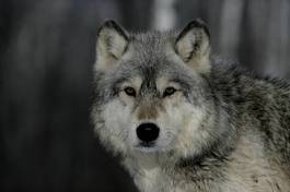 Naklejka natura zwierzę dziki pies wilk