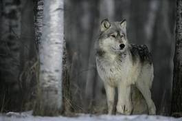 Naklejka szary wilk w lesie