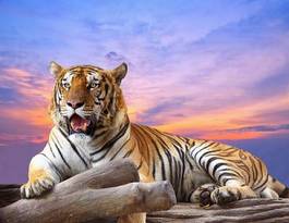 Fototapeta piękny azja tygrys