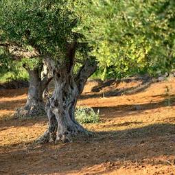Naklejka drzewo oliwne