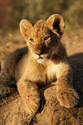 Plakat narodowy dziki afryka kot król