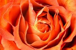 Naklejka pąk miłość rosa piękny świeży