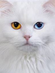 Naklejka kolorowe oczy białego kota