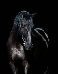 Plakat zwierzę ssak portret koń