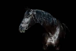 Fototapeta koń portret ssak zwierzę