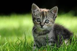 Plakat słodki kociak w trawie