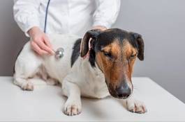 Obraz na płótnie pies zwierzę choroba weterynarz wizyta