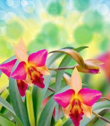Naklejka piękny natura kwiat tropikalny