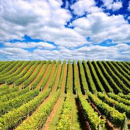 Fotoroleta trawa zdrowy winorośl natura