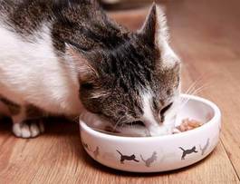 Naklejka jedzenie kot zwierzę morda