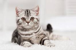 Fotoroleta zwierzę portret kot
