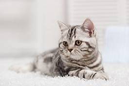 Fototapeta kot na białym dywanie