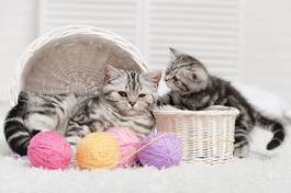 Plakat dwa kotki w koszyku i kolorowe kłębki przędzy