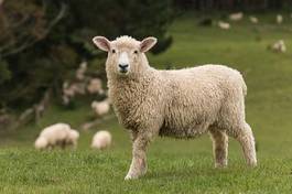 Naklejka łąka owca bydło