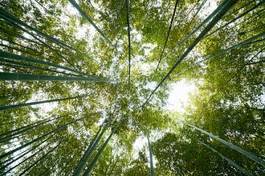 Fotoroleta tropikalny japoński park las bambus