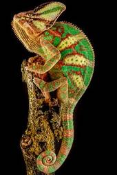 Naklejka portret kameleon ładny egzotyczny natura