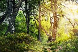 Plakat roślina norwegia skandynawia słońce las