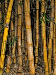 Naklejka roślinność drzewa natura bambus dżungla