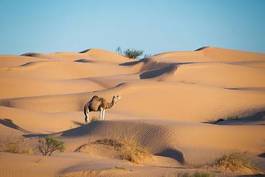 Fototapeta krajobraz pustynia zwierzę