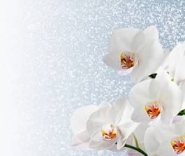 Plakat śnieg roślina kwiat orhidea