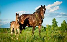 Fotoroleta piękny koń trawa grzywa zwierzę