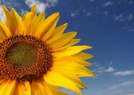Obraz na płótnie słońce kwiat rolnictwo