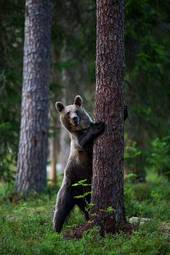 Naklejka finlandia skandynawia las zwierzę