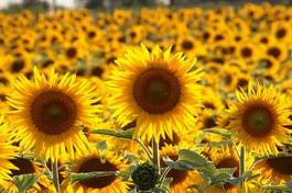 Obraz na płótnie kwiat niebo słońce słonecznik