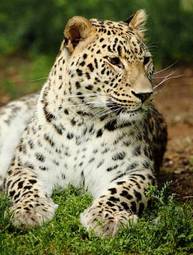Fototapeta egzotyczny dziki ssak oko jaguar