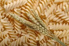 Fotoroleta rolnictwo świeży mąka roślina pszenica